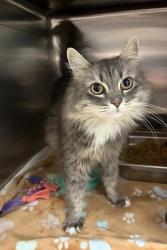 Shelter Stray Female Cat last seen SW, GREAT FALLS, MT, 59404, 1010 25th Ave NE, Great Falls, MT 59404, USA