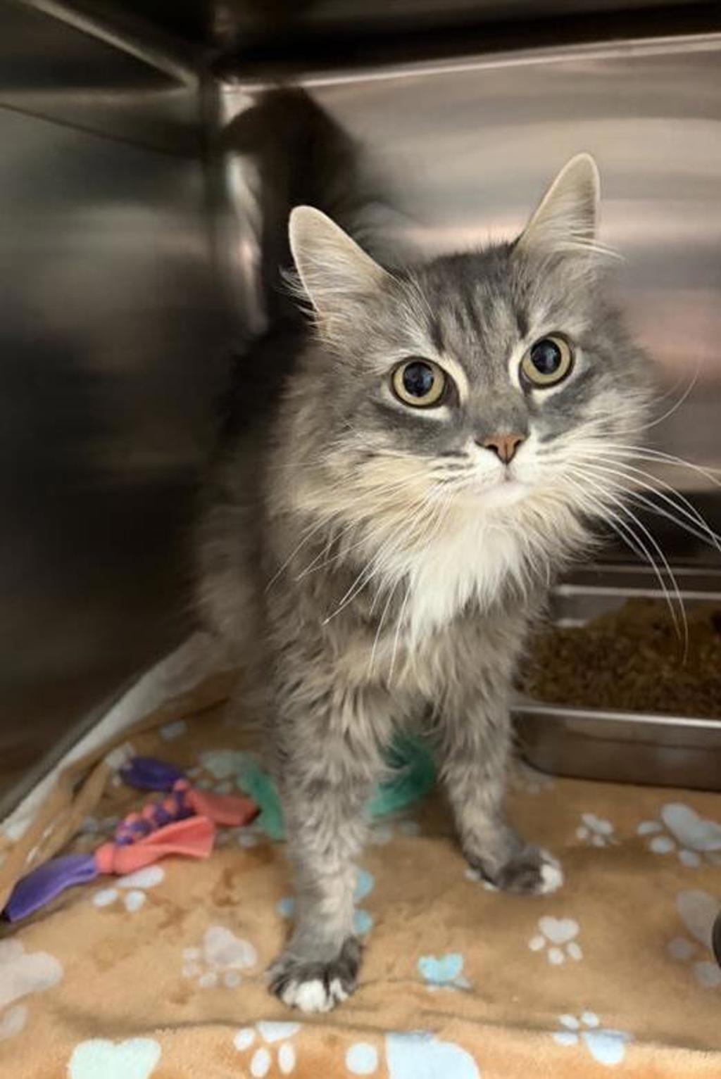 Shelter Stray Female Cat last seen SW, GREAT FALLS, MT, 59404, 1010 25th Ave NE, Great Falls, MT 59404, USA