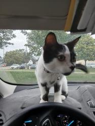 Found/Stray Female Cat last seen Michigan Ave and Military Rd, Detroit, MI 48226