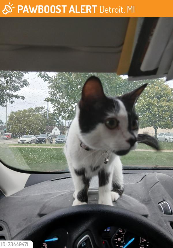 Found/Stray Female Cat last seen Michigan Ave and Military Rd, Detroit, MI 48226
