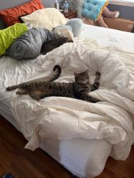 Reunited Female Cat last seen Basile Road, Philadelphia, PA 19154, Philadelphia, PA 19154
