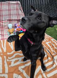 Shelter Stray Male Dog last seen Near Mohawk Street, San Diego, CA, 92115, El Cajon, CA 92020, USA