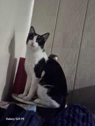 Lost Male Cat last seen Shaw chestnut, Fresno, CA 93726