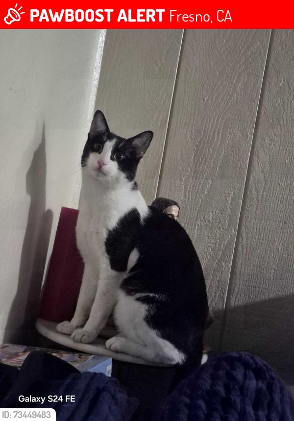 Lost Male Cat last seen Shaw chestnut, Fresno, CA 93726