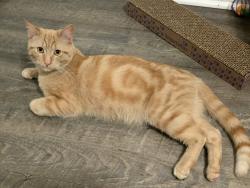 Reunited Male Cat last seen Woodstock and 8 mile, Highland Park, MI 48203