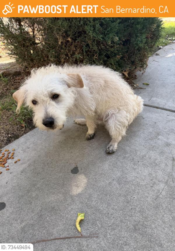 Found/Stray Male Dog last seen Tuscany apmts, San Bernardino, CA 92404