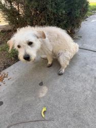 Found/Stray Male Dog last seen Tuscany apmts, San Bernardino, CA 92404