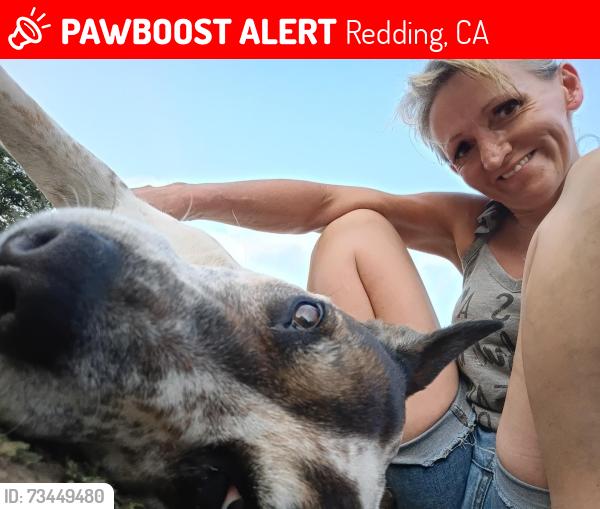 Lost Female Dog last seen Churncreek trail head in redding, Redding, CA 96003