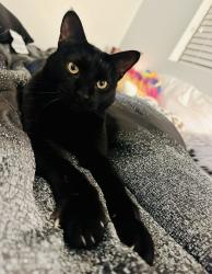 Reunited Male Cat last seen Kipling and Quincy, Littleton, CO 80127