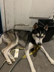 Found/Stray Male Dog last seen Near tradewind circle apt 303, Chattanooga, TN 37404