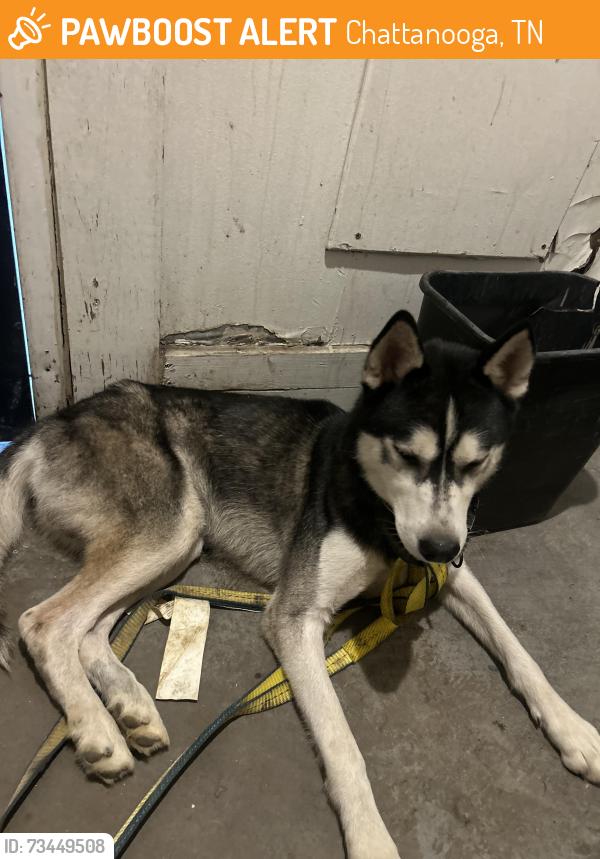 Found/Stray Male Dog last seen Near tradewind circle apt 303, Chattanooga, TN 37404