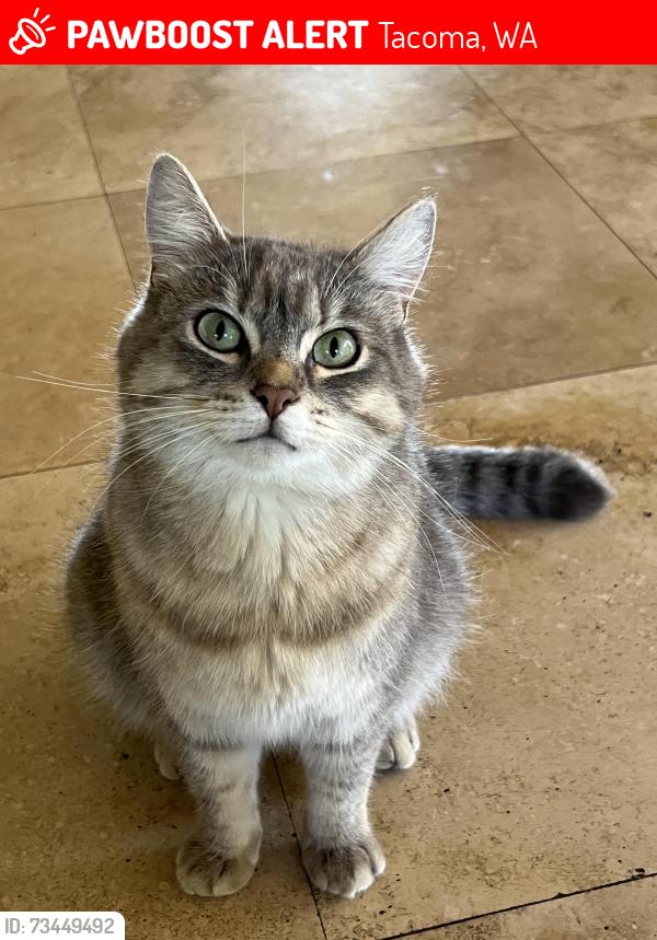 Lost Male Cat last seen Near 25th St NE, Tacoma, WA 98422