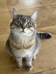 Lost Male Cat last seen Near 25th St NE, Tacoma, WA 98422