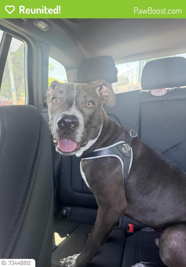 Reunited Male Dog last seen Near El Cajon Blvd Ste C, San Diego, CA 92104, USA, San Diego, CA 92104