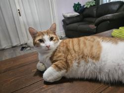 Reunited Male Cat last seen Columbia street, Richmond, VA 23224