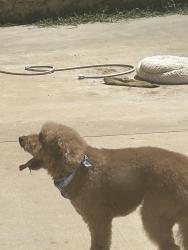Lost Male Dog last seen Life church on risinger rd and summer creek dr, Fort Worth, TX 76123
