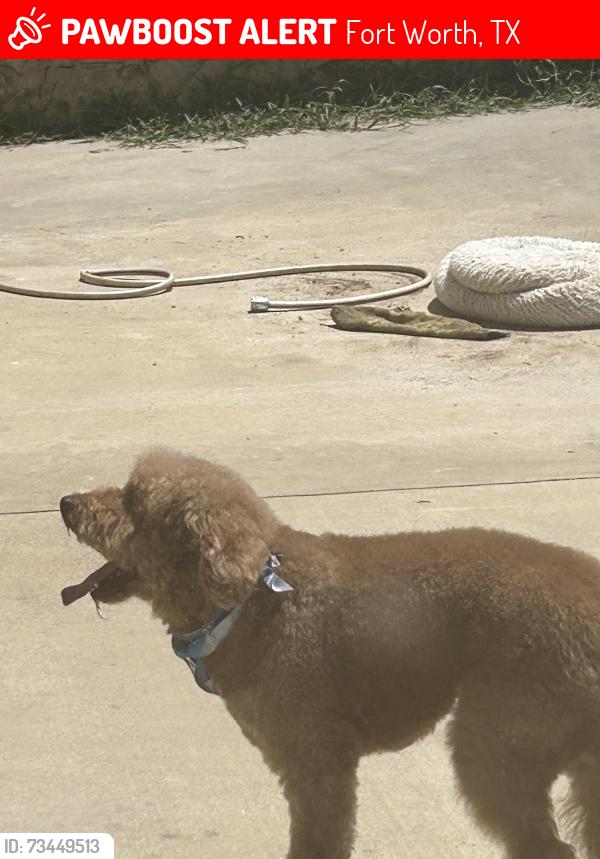 Lost Male Dog last seen Life church on risinger rd and summer creek dr, Fort Worth, TX 76123