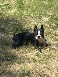 Lost Male Dog last seen Meadowbrook Lane, Marietta, GA 30067