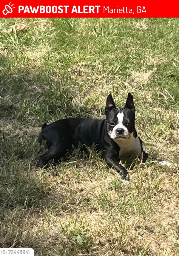Lost Male Dog last seen Meadowbrook Lane, Marietta, GA 30067