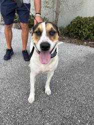 Found/Stray Female Dog last seen Quail rd and Gardena Dr, Seminole, FL 33777
