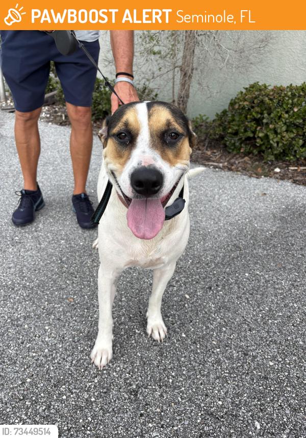 Found/Stray Female Dog last seen Quail rd and Gardena Dr, Seminole, FL 33777