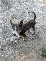 Found/Stray Female Dog last seen Cross Plains Road, Carroll County, GA 30116