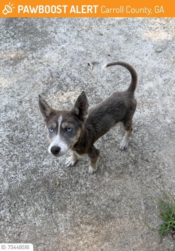 Found/Stray Female Dog last seen Cross Plains Road, Carroll County, GA 30116