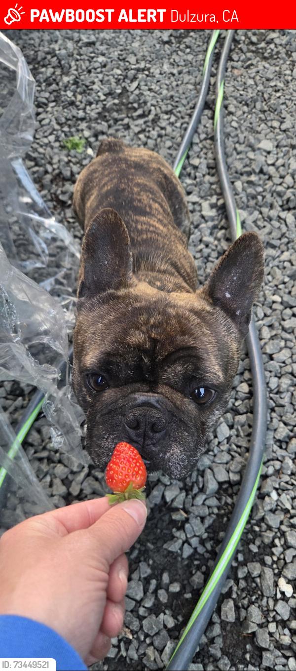 Lost Male Dog last seen Campo road ca-94 1700 block, Dulzura, CA 91917