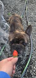 Lost Male Dog last seen Campo road ca-94 1700 block, Dulzura, CA 91917
