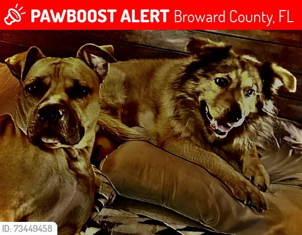 Lost Female Dog last seen Broward county Florida, Broward County, FL 33323