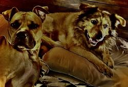 Lost Female Dog last seen Broward county Florida, Broward County, FL 33323