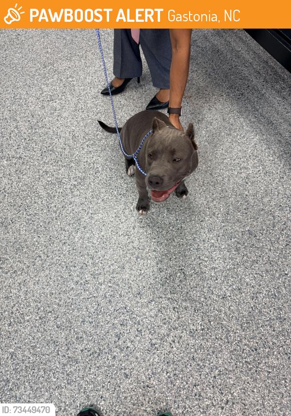 Found/Stray Female Dog last seen Shanonbradley Rd, Gastonia, NC 28052