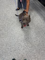 Found/Stray Female Dog last seen Shanonbradley Rd, Gastonia, NC 28052