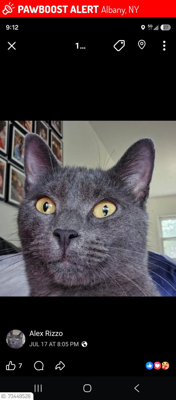 Lost Female Cat last seen Deer Path, Albany, NY 12205