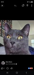 Lost Female Cat last seen Deer Path, Albany, NY 12205