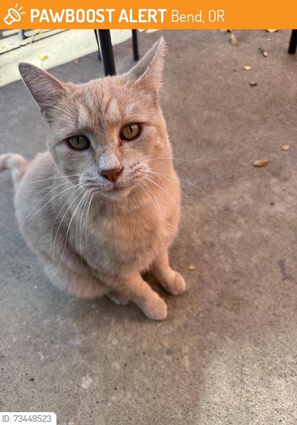 Found/Stray Unknown Cat last seen Behind the MyPlace hotel neighborhood close to the Old Mill, Bend, OR 97702