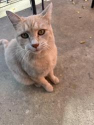 Found/Stray Unknown Cat last seen Behind the MyPlace hotel neighborhood close to the Old Mill, Bend, OR 97702