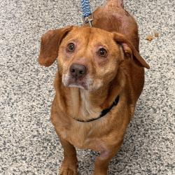 Shelter Stray Male Dog last seen , 244 Georgetown Rd, Jacksonville, NC 28540, USA