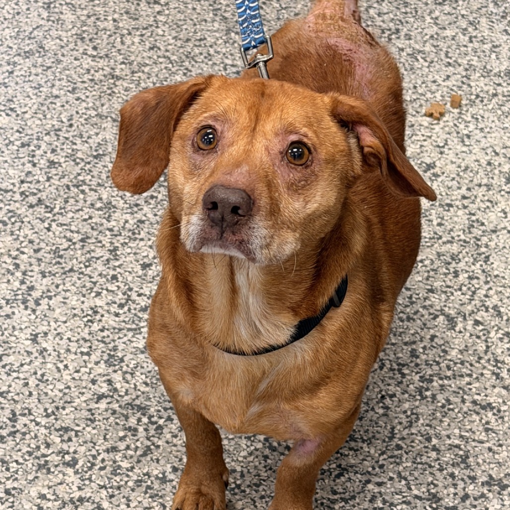 Shelter Stray Male Dog last seen , 244 Georgetown Rd, Jacksonville, NC 28540, USA