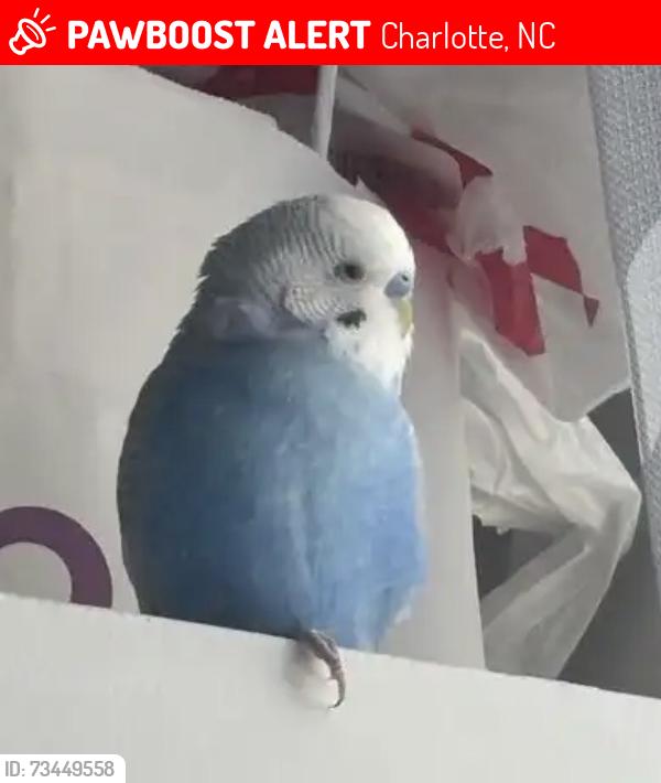 Lost Male Bird last seen Fairies Farms, Charlotte, NC 28213
