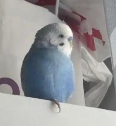 Lost Male Bird last seen Fairies Farms, Charlotte, NC 28213