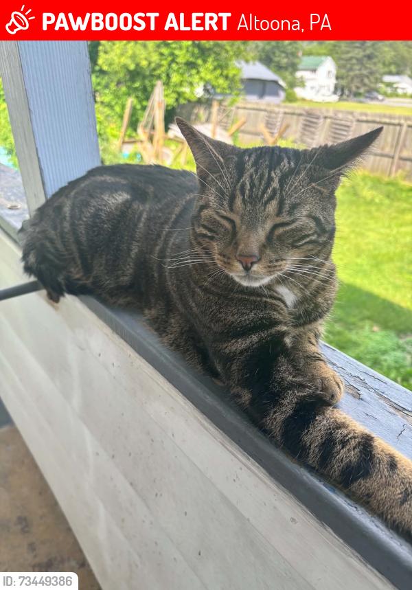 Lost Male Cat last seen Altoona Logan ave, Altoona, PA 16602