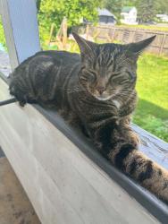 Lost Male Cat last seen Altoona Logan ave, Altoona, PA 16602