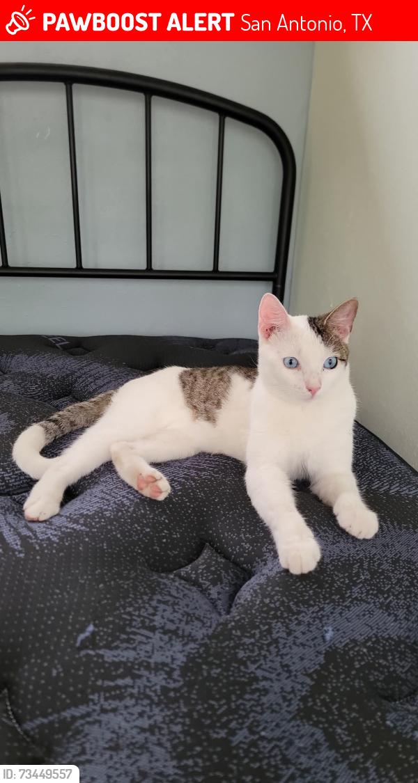 Lost Male Cat last seen Jarbo Pass Dr, San Antonio, TX 78245