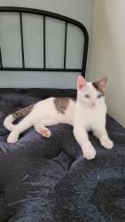 Lost Male Cat last seen Jarbo Pass Dr, San Antonio, TX 78245