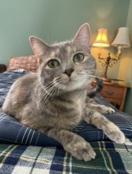 Lost Female Cat last seen Gleason Dr, Knoxville, TN 37923