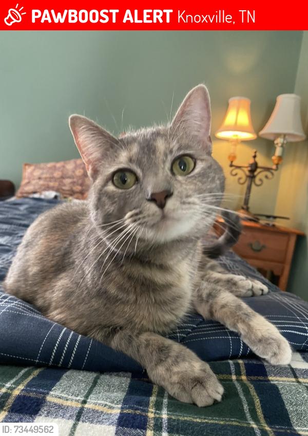 Lost Female Cat last seen Gleason Dr, Knoxville, TN 37923