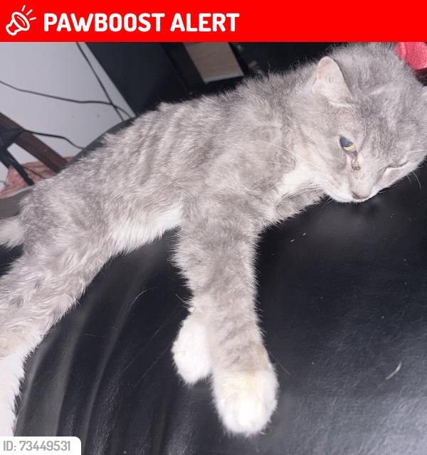 Lost Male Cat last seen Universal rd right by top popular ridge rd turn, Allegheny County, PA 15235