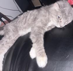Lost Male Cat last seen Universal rd right by top popular ridge rd turn, Allegheny County, PA 15235