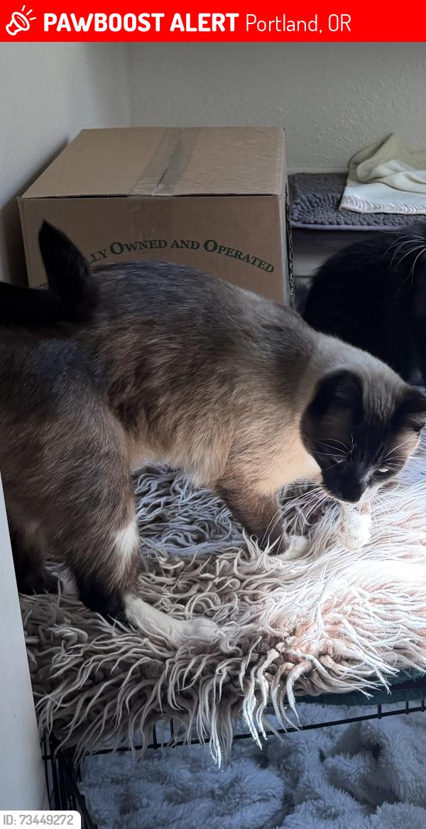 Lost Unknown Cat last seen Ne Skidmore and Ne Cleveland, Portland, OR 97211
